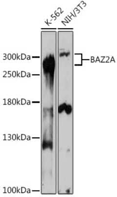 Western Blot: BAZ2A AntibodyAzide and BSA Free [NBP2-91988]