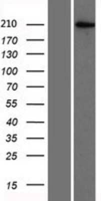 Western Blot: BAZ2A Overexpression Lysate [NBP2-07405]