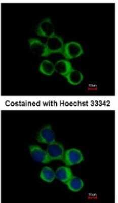 Immunocytochemistry/ Immunofluorescence: BBOX1 Antibody [NBP1-32327]