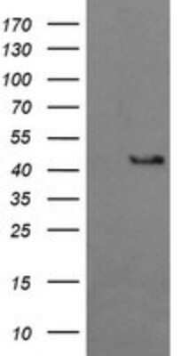 Western Blot: BBOX1 Antibody (OTI4F9)Azide and BSA Free [NBP2-71372]