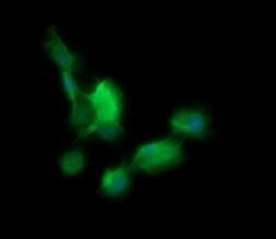 Immunofluorescence: BBOX1 Antibody (OTI4F9) [NBP2-45548]