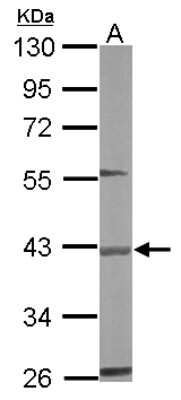 Western Blot: BBOX1 Antibody [NBP1-32327]