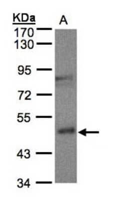 Western Blot: BBOX1 Antibody [NBP1-32327]