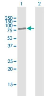 Western Blot: BBS2 Antibody [H00000583-B01P]