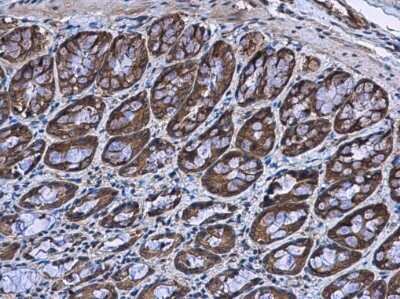 Immunohistochemistry-Paraffin: BBS4 Antibody [NBP3-12945]