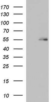 Western Blot: BBS4 Antibody (OTI2D5)Azide and BSA Free [NBP2-70241]