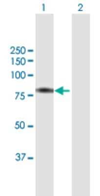 Western Blot: BBS7 Antibody [H00055212-B01P]