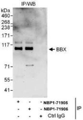 Immunoprecipitation: BBX Antibody [NBP1-71905]