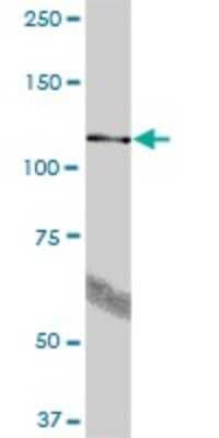 Western Blot: BBX Antibody [H00056987-B01P]