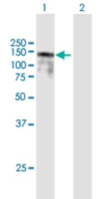 Western Blot: BBX Antibody [H00056987-B01P]