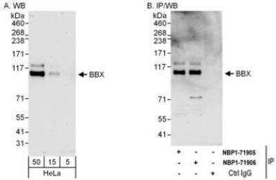 Western Blot: BBX Antibody [NBP1-71906]