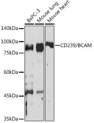 Western Blot: BCAM/CD239 Antibody (1G9W3) [NBP3-15879]