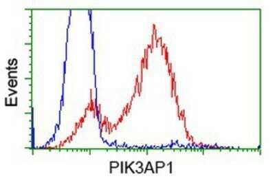 Flow Cytometry: BCAP/PIK3AP1 Antibody (OTI7A11) - Azide and BSA Free [NBP2-72368]