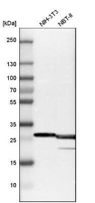 Western Blot: BCAP31 Antibody [NBP1-89357]