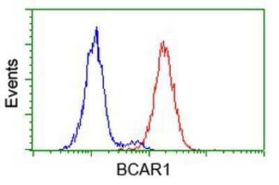 Flow Cytometry: p130Cas/BCAR1 Antibody (OTI1A9) [NBP2-00532]