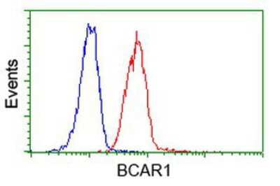 Flow Cytometry: p130Cas/BCAR1 Antibody (OTI1A9) [NBP2-00532]