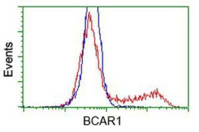 Flow Cytometry: p130Cas/BCAR1 Antibody (OTI1A9) [NBP2-00532]