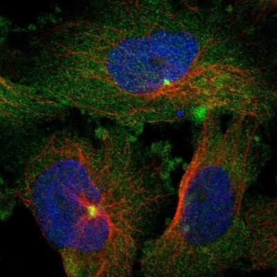 Immunocytochemistry/ Immunofluorescence: BCAR3 Antibody [NBP1-82523]
