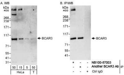 Western Blot: BCAR3 Antibody [NB100-87003]