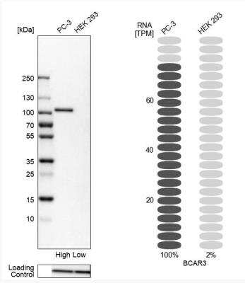 Western Blot: BCAR3 Antibody [NBP1-82523]