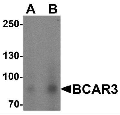 Western Blot: BCAR3 AntibodyBSA Free [NBP2-81789]