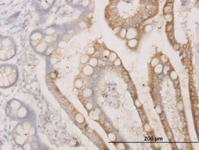 Immunohistochemistry-Paraffin: BCAS1 Antibody (1B5) [H00008537-M03]