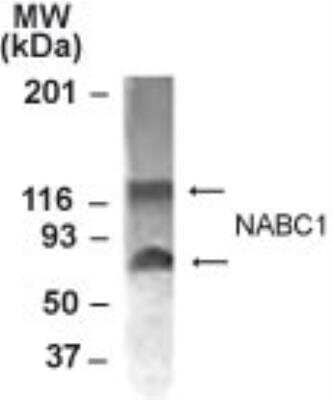 Western Blot: BCAS1 AntibodyBSA Free [NB100-681]