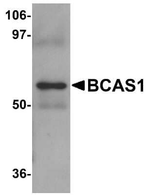 Western Blot: BCAS1 AntibodyBSA Free [NBP1-77123]