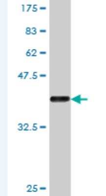 Western Blot: BCAS2 Antibody (1A3) [H00010286-M02]