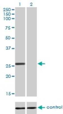 Western Blot: BCAS2 Antibody (1D10) [H00010286-M01]