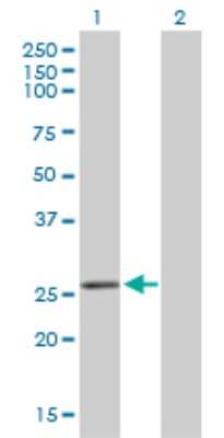 Western Blot: BCAS2 Antibody (1D10) [H00010286-M01]