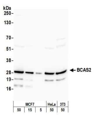 Western Blot: BCAS2 Antibody [NB110-40681]