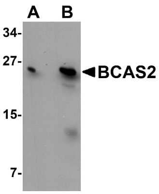 Western Blot: BCAS2 AntibodyBSA Free [NBP1-77124]