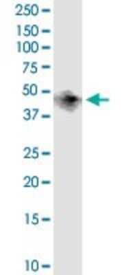 Western Blot: BCAT1 Antibody (1F8) [H00000586-M02]