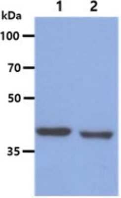 Western Blot: BCAT1 Antibody (3C8)BSA Free [NBP2-59430]