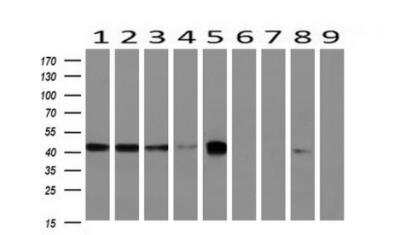 Western Blot: BCAT1 Antibody (OTI3F5) [NBP2-01826]