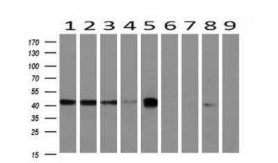 Western Blot: BCAT1 Antibody (OTI3F5)Azide and BSA Free [NBP2-70242]