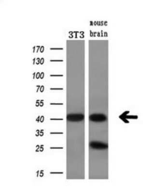 Western Blot: BCAT1 Antibody (OTI3F5)Azide and BSA Free [NBP2-70242]