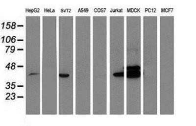 Western Blot: BCAT1 Antibody (OTI3F5)Azide and BSA Free [NBP2-70242]