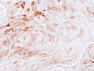 Immunohistochemistry-Paraffin: BCAT2 Antibody [NBP1-32652]