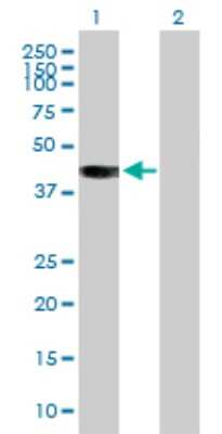 Western Blot: BCAT2 Antibody [H00000587-B01P]