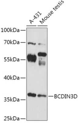 Western Blot: BCDIN3D AntibodyAzide and BSA Free [NBP3-04633]