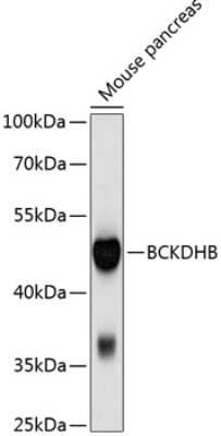 Western Blot: BCKDHB AntibodyBSA Free [NBP2-92027]