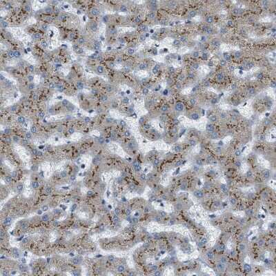 Immunohistochemistry-Paraffin: BCKDK Antibody [NBP1-86052]