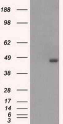 Western Blot: BCKDK Antibody (OTI11C9)Azide and BSA Free [NBP2-71573]