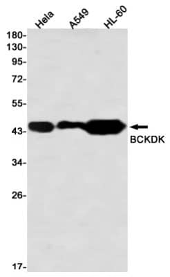 Western Blot: BCKDK Antibody (S01-3G4) [NBP3-19836]