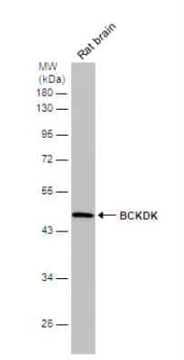 Western Blot: BCKDK Antibody [NBP2-15553]