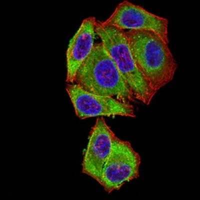 Immunocytochemistry/ Immunofluorescence: BCL-W/BCL2L2 Antibody (4G12E6) - BSA Free [NBP2-61706]