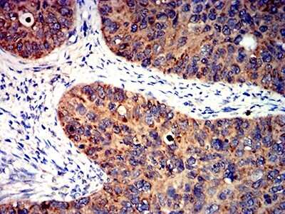 Immunohistochemistry: BCL-W/BCL2L2 Antibody (4G12E6) - BSA Free [NBP2-61706]