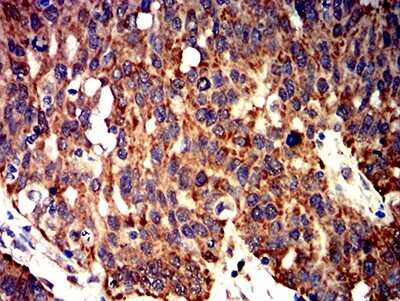 Immunohistochemistry: BCL-W/BCL2L2 Antibody (4G12E6) - BSA Free [NBP2-61706]